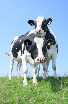 about organic whey protein